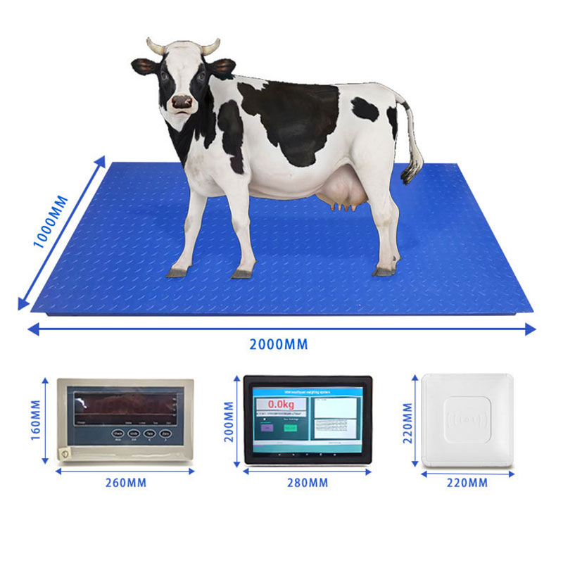 RFID 소 귀 태그 인식 계량 시스템 전자 동물 체중계 RFID 동물 귀 태그 인식 스마트 터치스크린을 갖춘 바닥 체중계